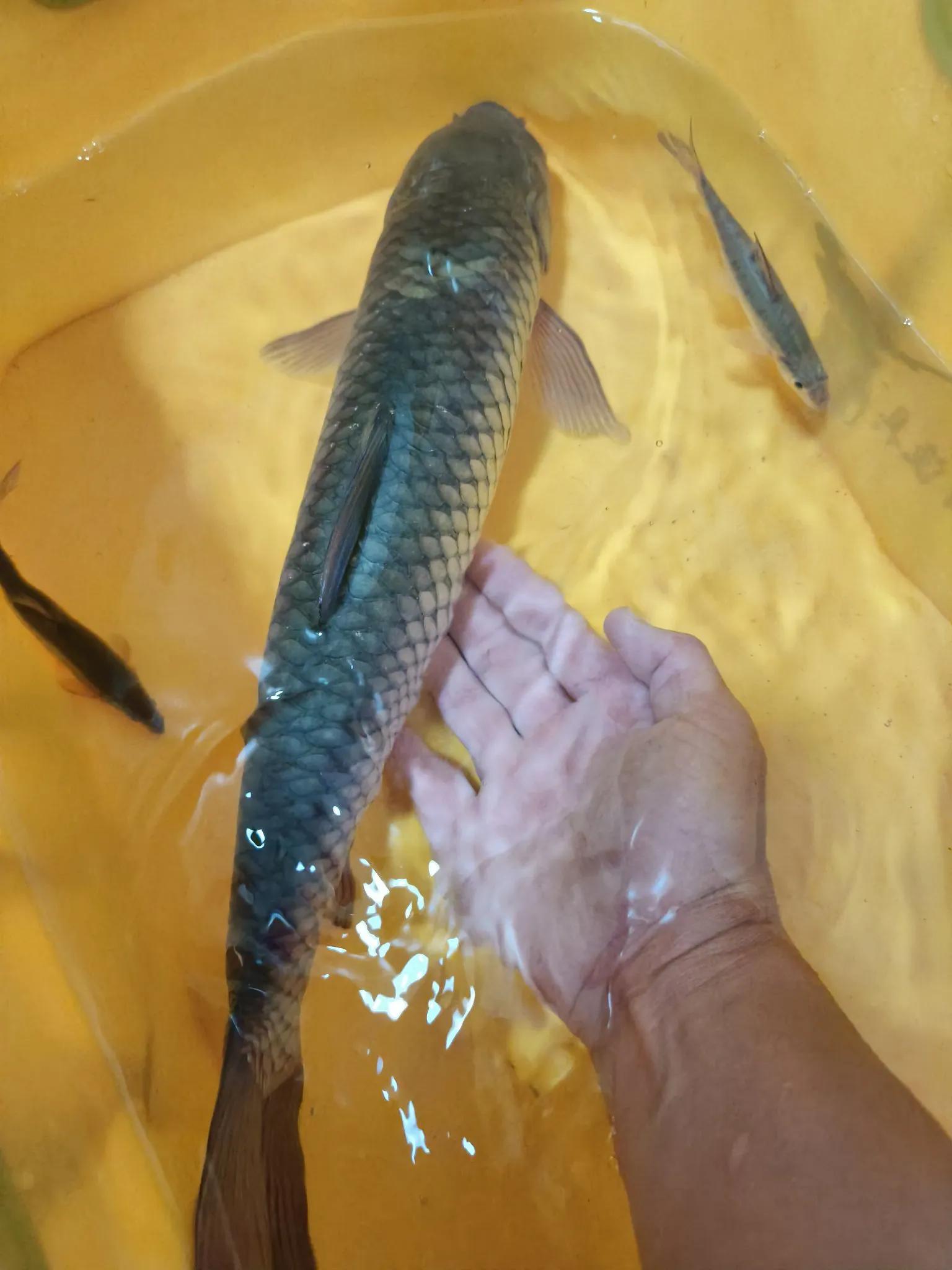 能钓出一个, 中的倾斜和, 从地利来分