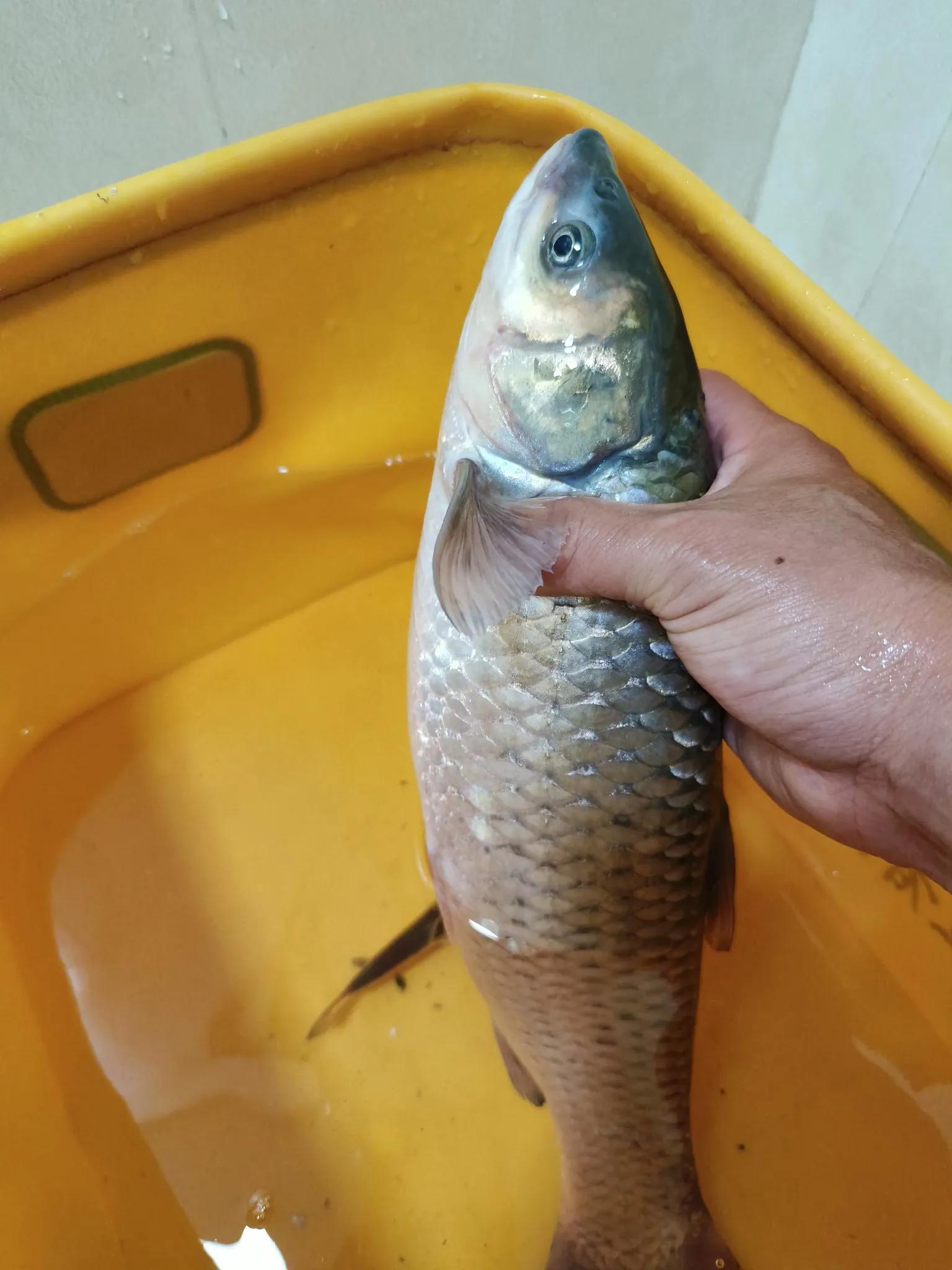 型的草鱼, alt, tenan